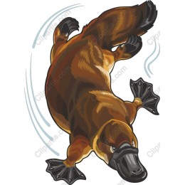 Playful Platypus