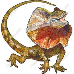 Frilled Lizard