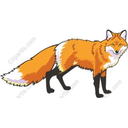 Vibrant Fox