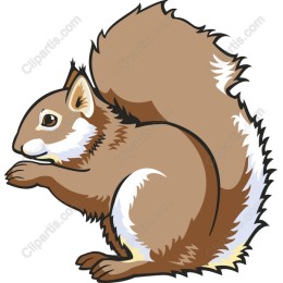 Charming Squirrel