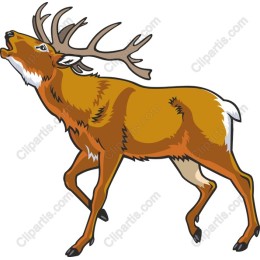 Majestic Stag