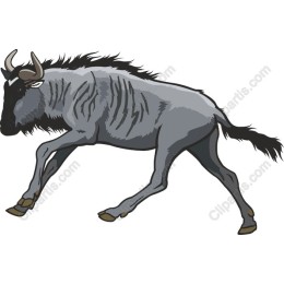 Wildebeest - Nature's Majestic Runner