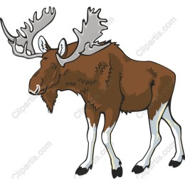 Majestic Moose