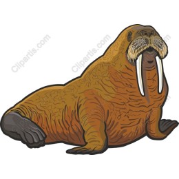 Walrus - Premium