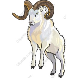 Majestic Ram