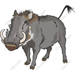 Wild Boar