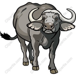 Majestic Buffalo