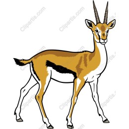 Elegant Gazelle