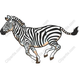 Dynamic Galloping Zebra