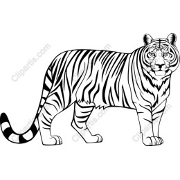 Majestic White Tiger