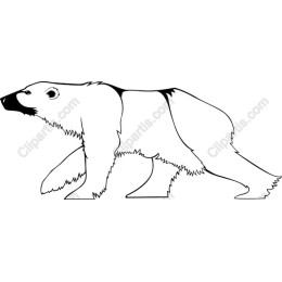 Polar Bear Walking