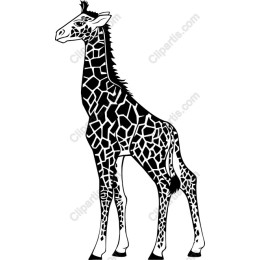Elegant Giraffe - Black and White