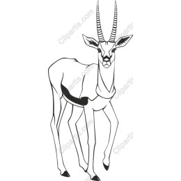 Elegant Antelope