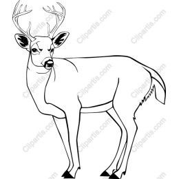 Elegant Deer