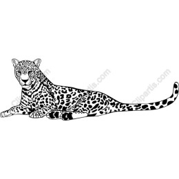 Majestic Leopard