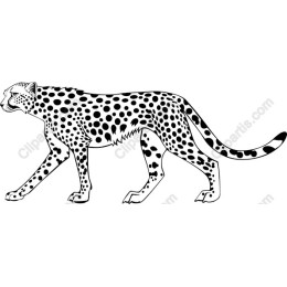 Cheetah - Striking