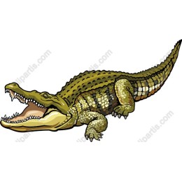 Crocodile