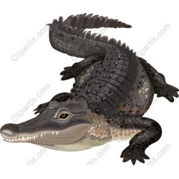 Crocodile