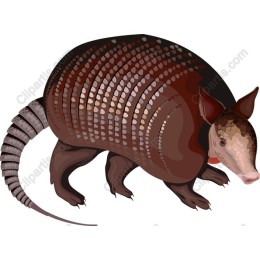 Premium Armadillo