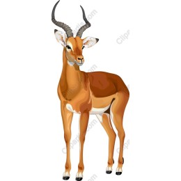 Elegant Antelope