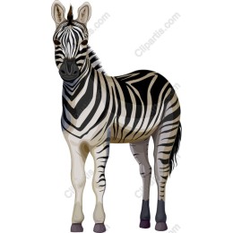 Zebra Majesty