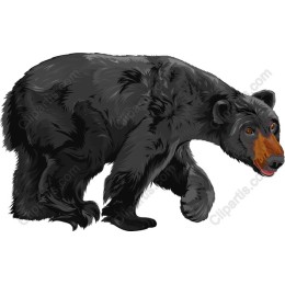 Black Bear