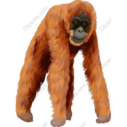 Vivid Orangutan