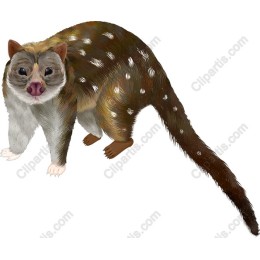 Spotted Quoll