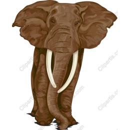 Majestic Elephant