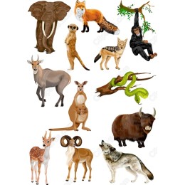 Wildlife Set - 12 Animal
