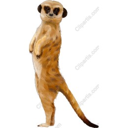 Charming Meerkat