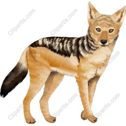 Stunning Coyote
