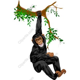 Playful Chimpanzee Swinging