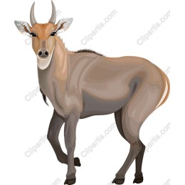Elegant Antelope