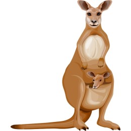 Kangaroo and Joey