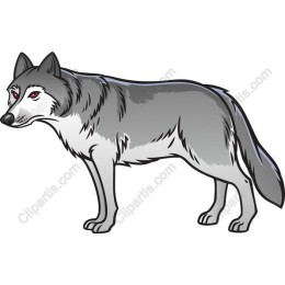 Grey Wolf