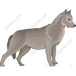 Gray Wolf