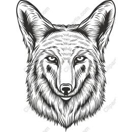 Coyote Head