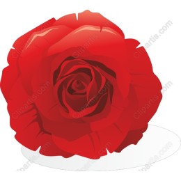 Elegant Red Rose