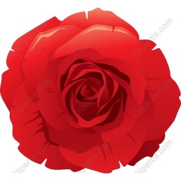 Elegant Red Rose