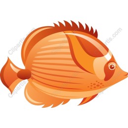 Vibrant Orange Fish