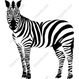 Striking Zebra