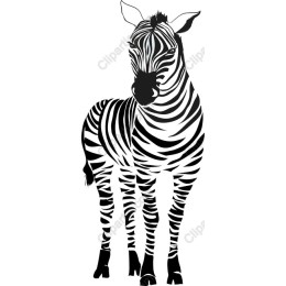 Stylish Zebra