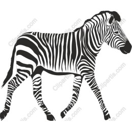 High-Quality Zebra
