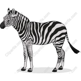Elegant Zebra